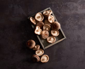 shitake_010425_web